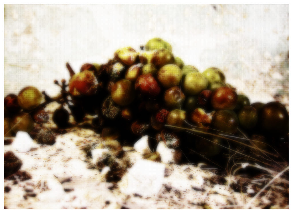 Les raisins de la colère 1, photographie de Eva Nublado. Rréalisation : 2012.